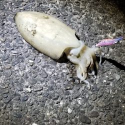 ２週間ぶりのエギングで