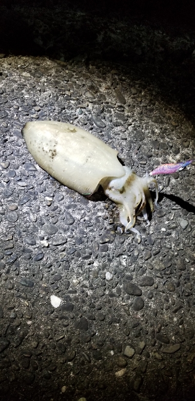 ２週間ぶりのエギングで