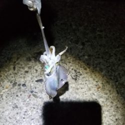 刺身が食べたいと思い立ち。