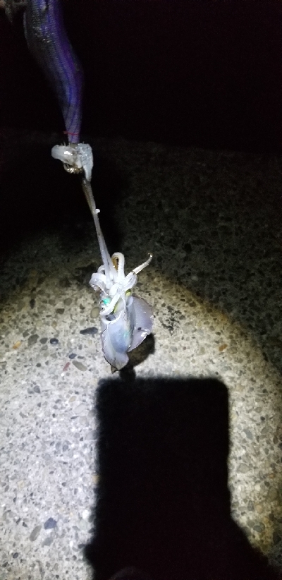 刺身が食べたいと思い立ち。