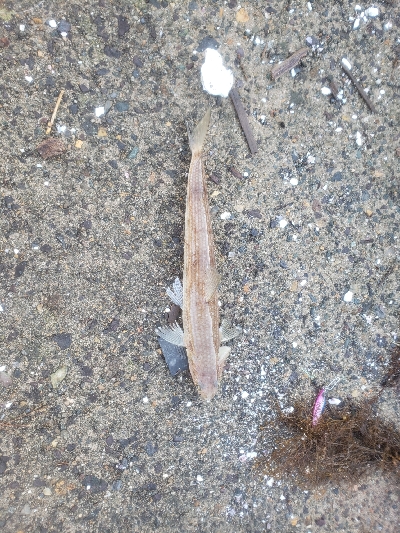 アジング&ショアジギング