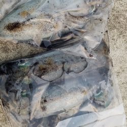 ぼちぼちサイズアップ