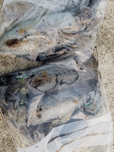 ぼちぼちサイズアップ