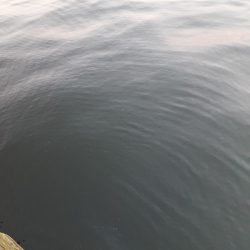 やっぱりアジ&サバ