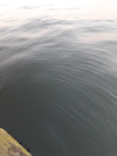 やっぱりアジ&サバ