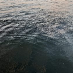 タチウオ✕青物✕　アジ&サバ&マイワシのみ