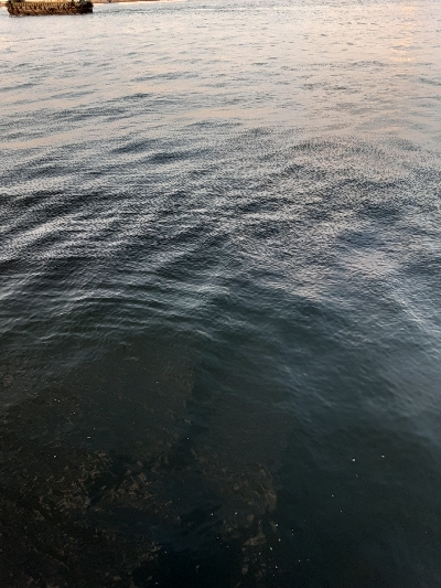 タチウオ✕青物✕　アジ&サバ&マイワシのみ