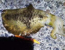 偽情報対策これが千田漁港だよ