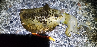 偽情報対策これが千田漁港だよ