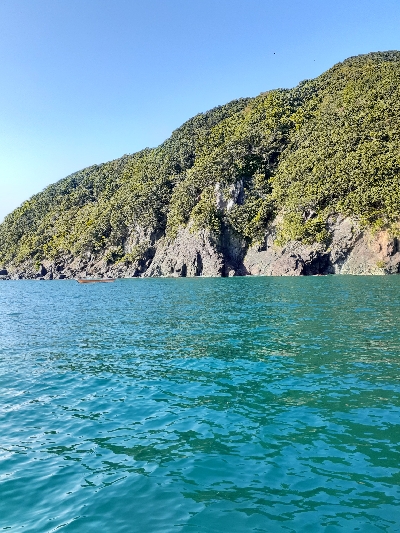 秋アオリイカ調査隊