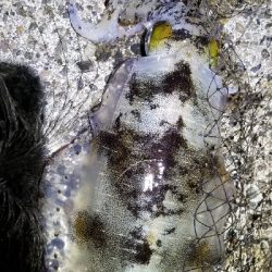 苦手大潮克服？今季最大イカGET