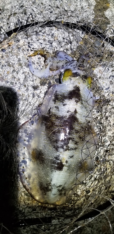 苦手大潮克服？今季最大イカGET