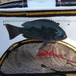 勝浦でグレ釣り