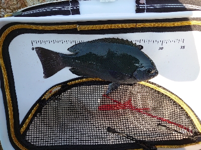 勝浦でグレ釣り