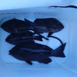 樫野でグレ釣り