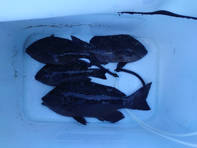 樫野でグレ釣り