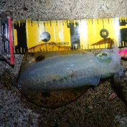 ムーンライトエギング