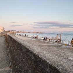 良型アオリイカとタコ