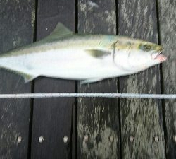 2020.4.16以来のメジロ64.9cmGET❗