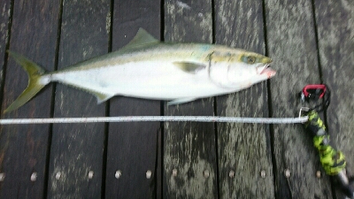 2020.4.16以来のメジロ64.9cmGET❗