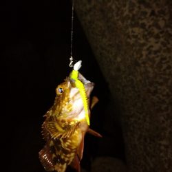 台風一過アジング
