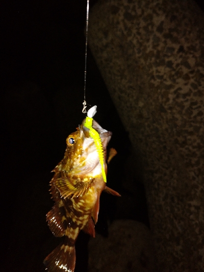 台風一過アジング