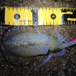 ちょこっとエギング