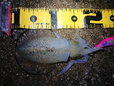 ちょこっとエギング