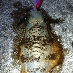 ちょこっとエギング