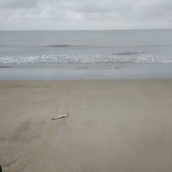 渋い中にも何とかボウズ回避