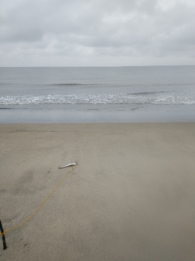 渋い中にも何とかボウズ回避