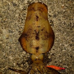 夜な夜なエギング&青物調査