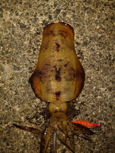 夜な夜なエギング＆青物調査