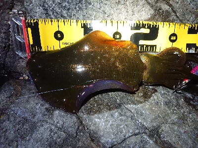 朝マズメ狙いエギング