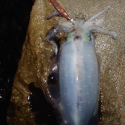 ヨーズリチャレンジその３