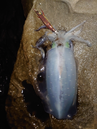 ヨーズリチャレンジその３