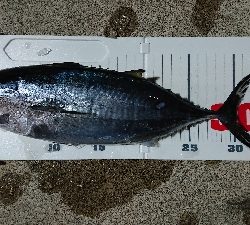 ゴールデンイーグル