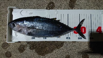 ゴールデンイーグル