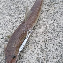 初秋のショアジギング