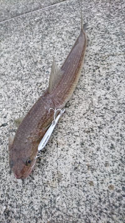 初秋のショアジギング