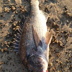 サーフでいろいろ釣れた