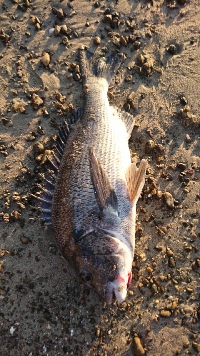 サーフでいろいろ釣れた