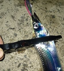 やっと今年初物が釣れました！！