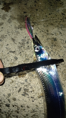 やっと今年初物が釣れました！！