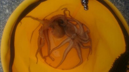 鉄板バイブでタコ