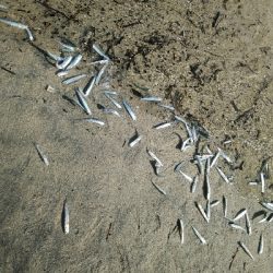 フラット狙うも不発。キスでボウズ逃れ