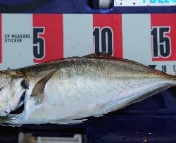 ヨッシャーええサイズやー