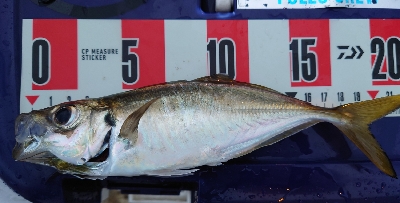 ヨッシャーええサイズやー