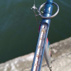 ショアでハマチ2本!