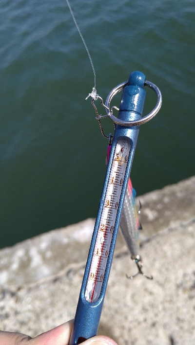 ショアでハマチ２本！